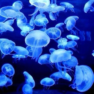 Mup_Ma