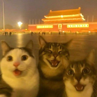 ᴍᴜʀᴢɪᴋx ᴅʀᴇᴀᴍs