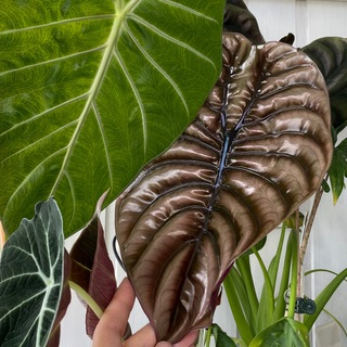 my Green fingers