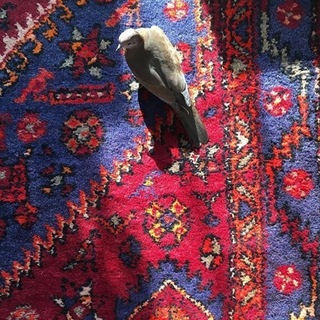 گوشه‌ی دِنج ☕️