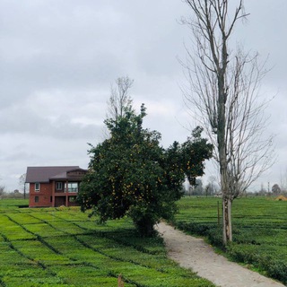 هنوز نرفتم رشت