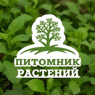 Мини-питомник Поварово🌼🌺 Рассада, саженцы.