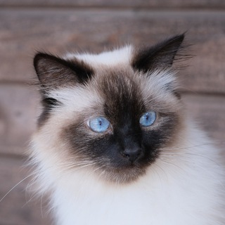 Кошки и котята Невская Маскарадная