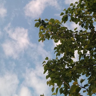 نوژان برانوش