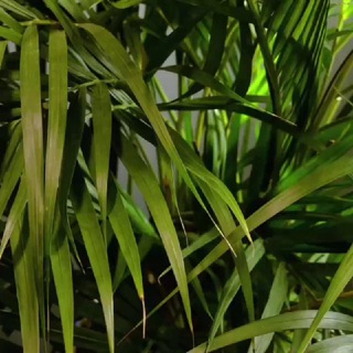 nymph plants