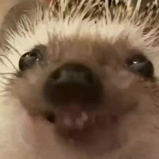 Оддики в тумане 🦔