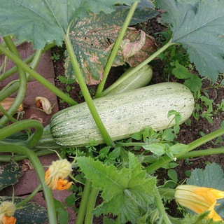 Огородное вдохновение🥦🥕🥒