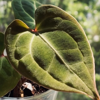 OnlyPlantsLara