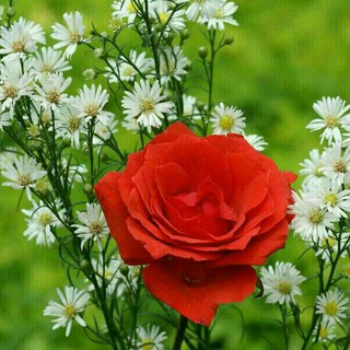 💡🍃نشر الخير للغير🍃💡