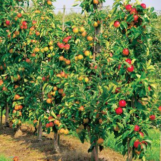 Свой Огород🍎