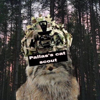Pallas's cat scout