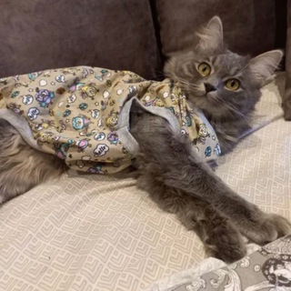 Домашняя передержка котов/кошек у Алёны🐾🐈