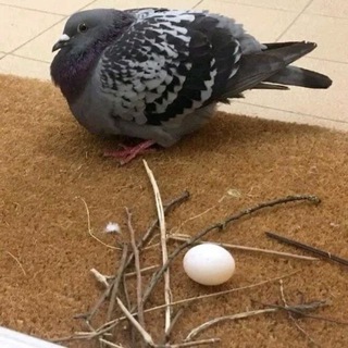 голубиное гнездо🕊️|scribble
