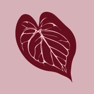 Plantathai | Plantatherapy shop | антуриумы и редкие растения