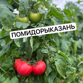Казань Тепличные помидоры и огурцы 🍅