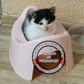 Помощь котёнку. ОФИЦИАЛЬНЫЙ КАНАЛ.