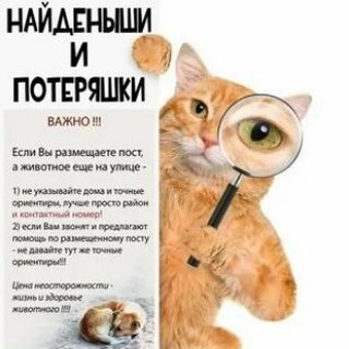 Животные-потеряшки Керчь и Ленинский район