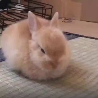 Скотомогильник70 #Касуля