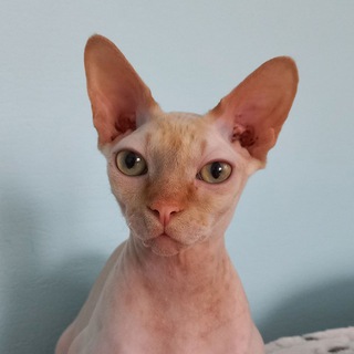 Профессорский кот