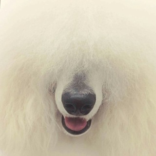 🐾 🐩 Poodle GF posting 🐩 🐾