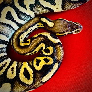 Королевский питон (Regius) Python Ball