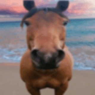 radiohorses