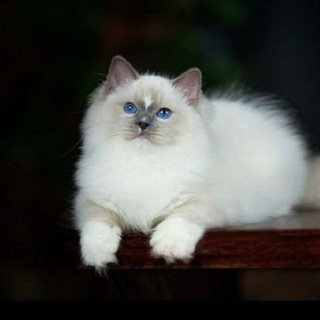 Кошки Ragdoll | Рэгдолл