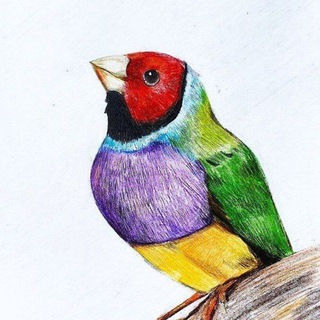 Rainbow amadine