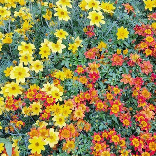 ⚘️Рассада🌹Подновье💐