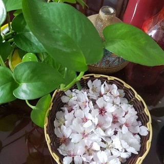 موسسه رَواد