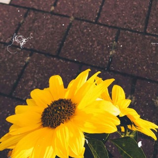 رفــيـقـهہ الــتـفـاؤل💛🌈✨