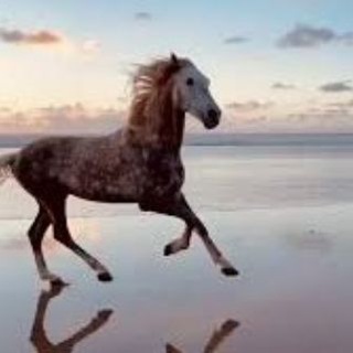 ريـﮧـاحين القوافي