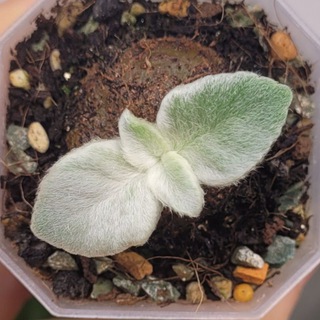 Rilab_plants🌿