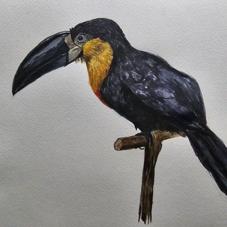rissara