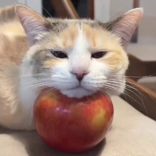 [🍎] romu's pankository