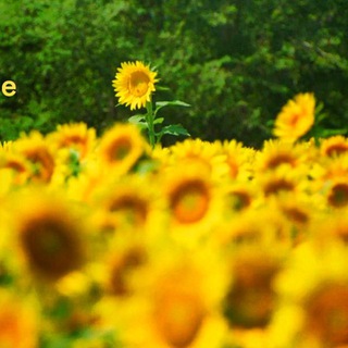 روزی روزگاری؛ مونیخ🌻