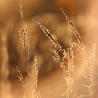 Saard_ph
