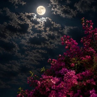 نَـبــضُ الْـــكَـلـــمــات♡