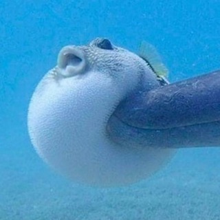 sakana 🐟