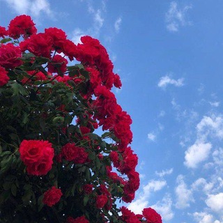 🥀💦Музыкальная атмосфера 💦🥀