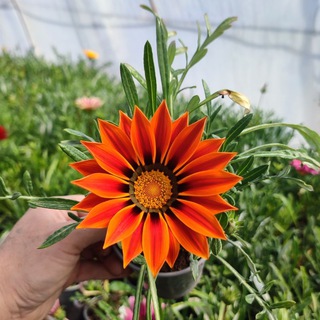 Саженцы цветов 🌺 Букеты