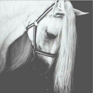 ﴿ريَآحٍ هآدِئہ‏⁴⁰♪̠❥