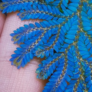 Selaginella 🌿🪲