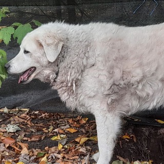 🌿Bella`s Kräuter