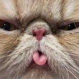 Мохнатый движ 🐱 Коты 🐶 Собаки