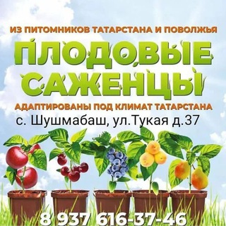 Шушмабаш саженцы🌱🌳🍎