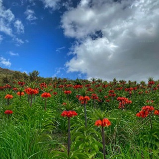 شعر لری