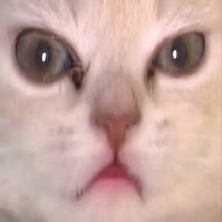 котик клоун