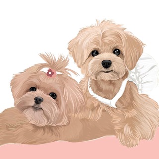 Small pet / мальтипу, той пудели и другие известные породы