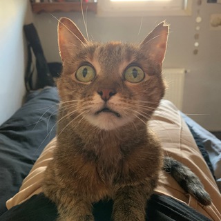 КотАны